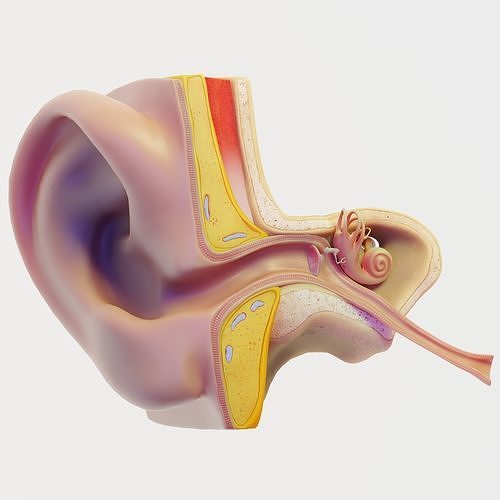 Ear Structure Anatomy Section Low-poly 3D model