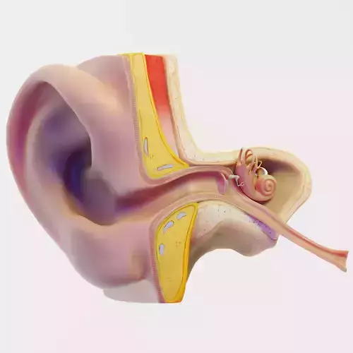 Ear Structure Anatomy Section Low-poly 3D model
