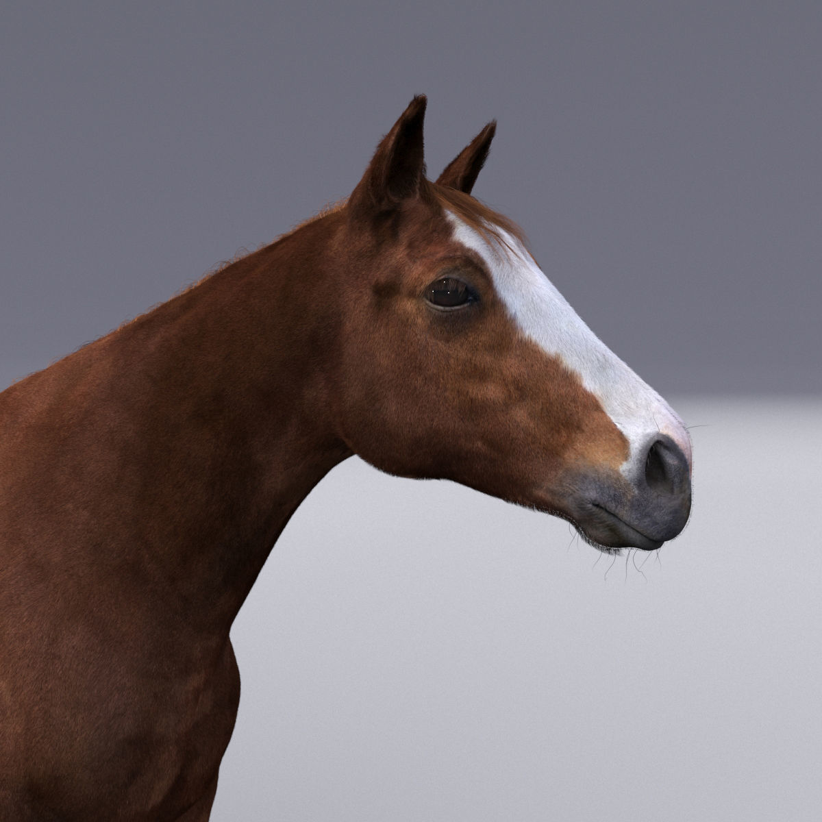 Horse collection with Fur 3D model_9