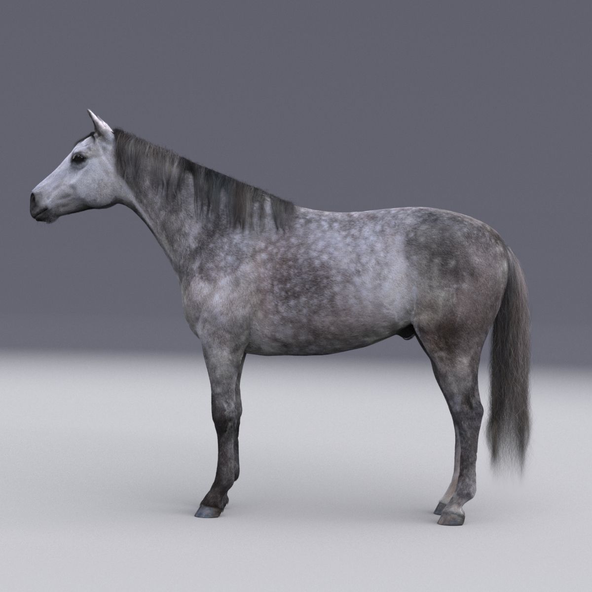 Horse collection with Fur 3D model_3