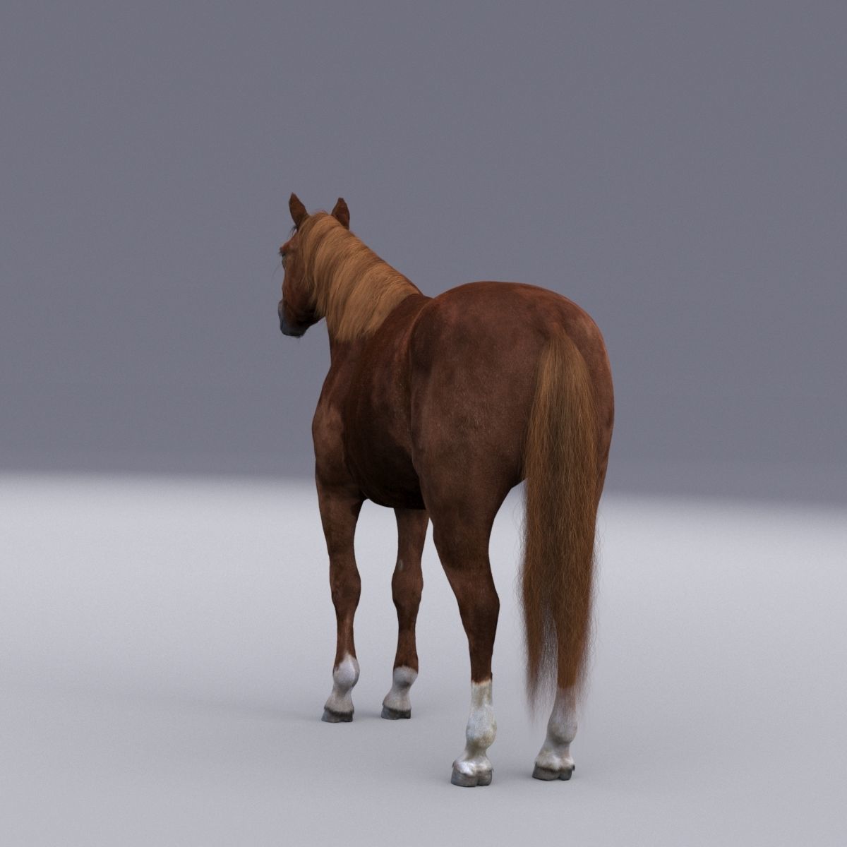Horse collection with Fur 3D model_15
