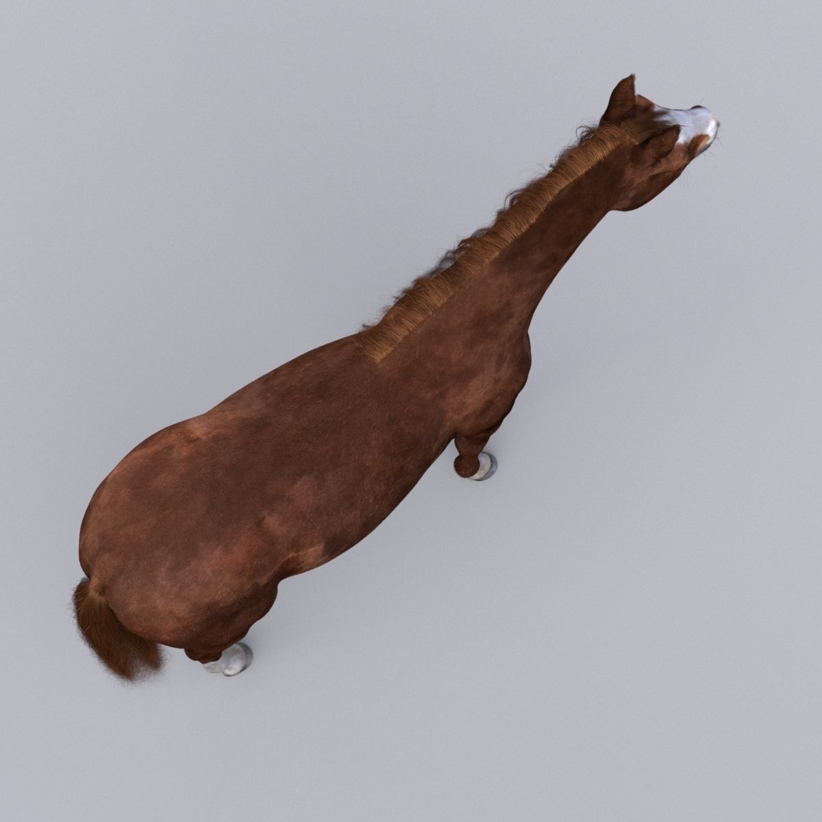 Horse collection with Fur 3D model_14