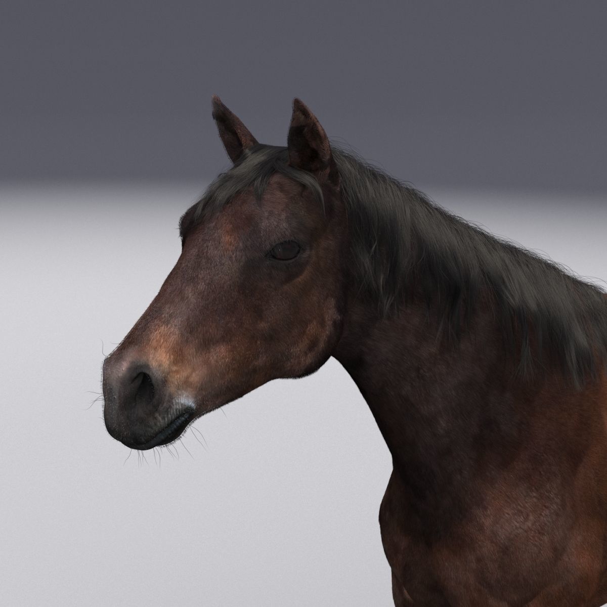 Horse collection with Fur 3D model_17