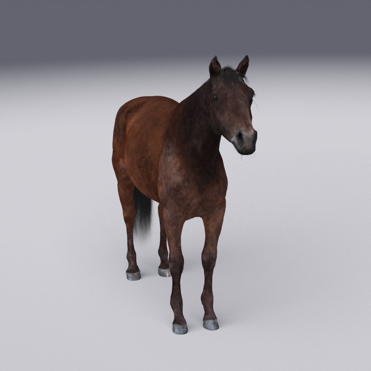Horse collection with Fur 3D model_23