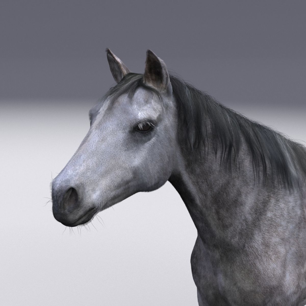Horse collection with Fur 3D model_1