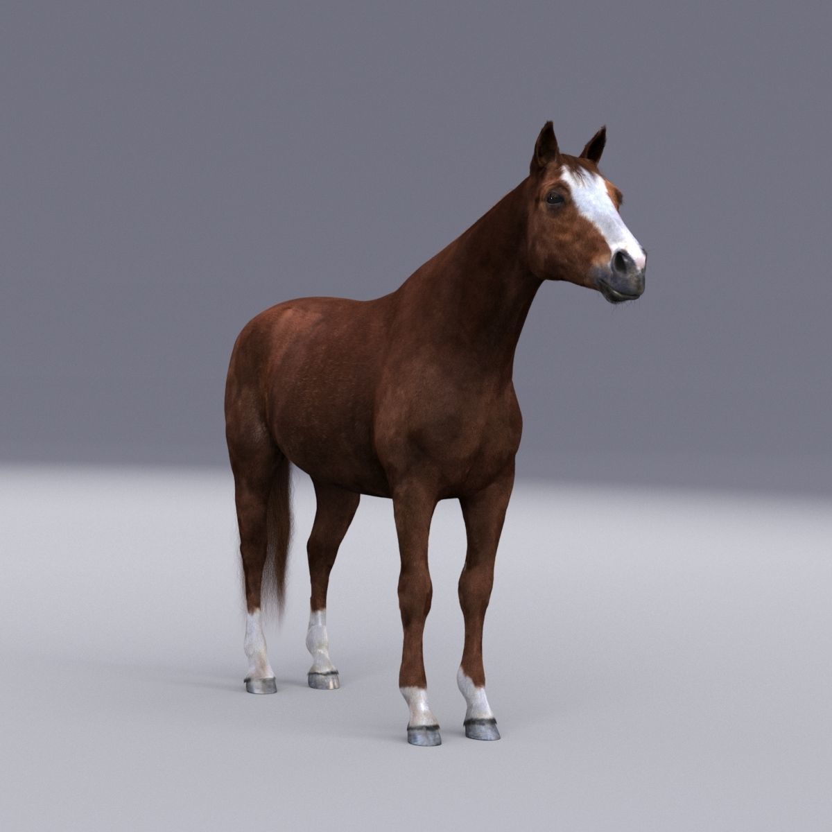 Horse collection with Fur 3D model_13
