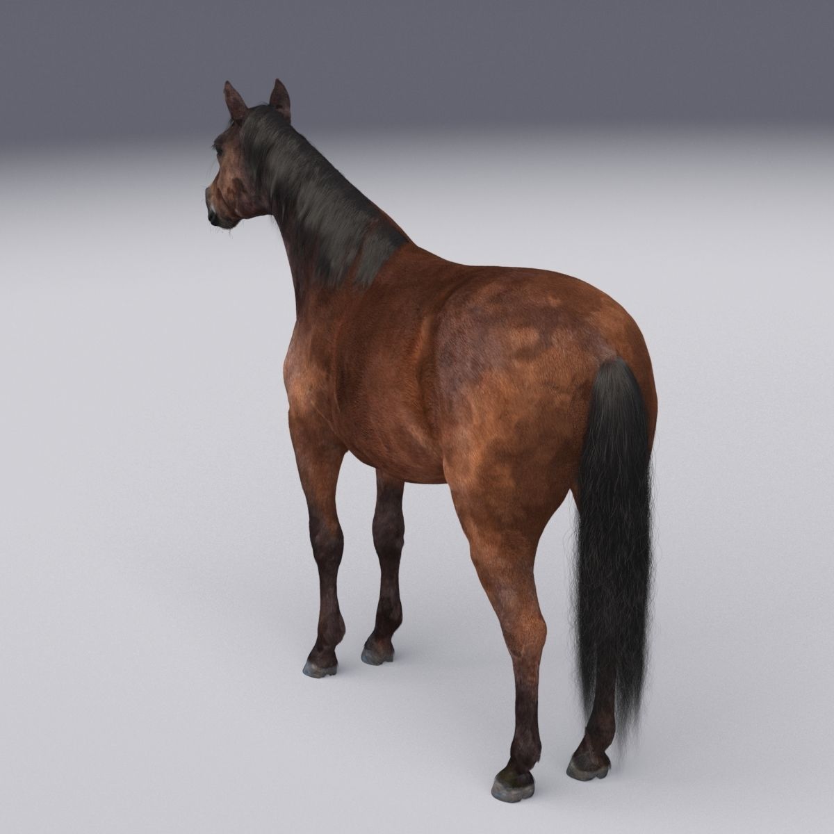Horse collection with Fur 3D model_21