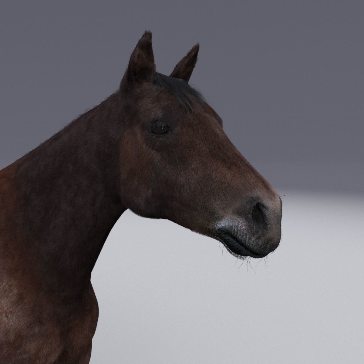 Horse collection with Fur 3D model_18