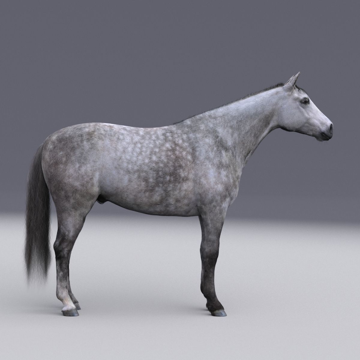 Horse collection with Fur 3D model_4
