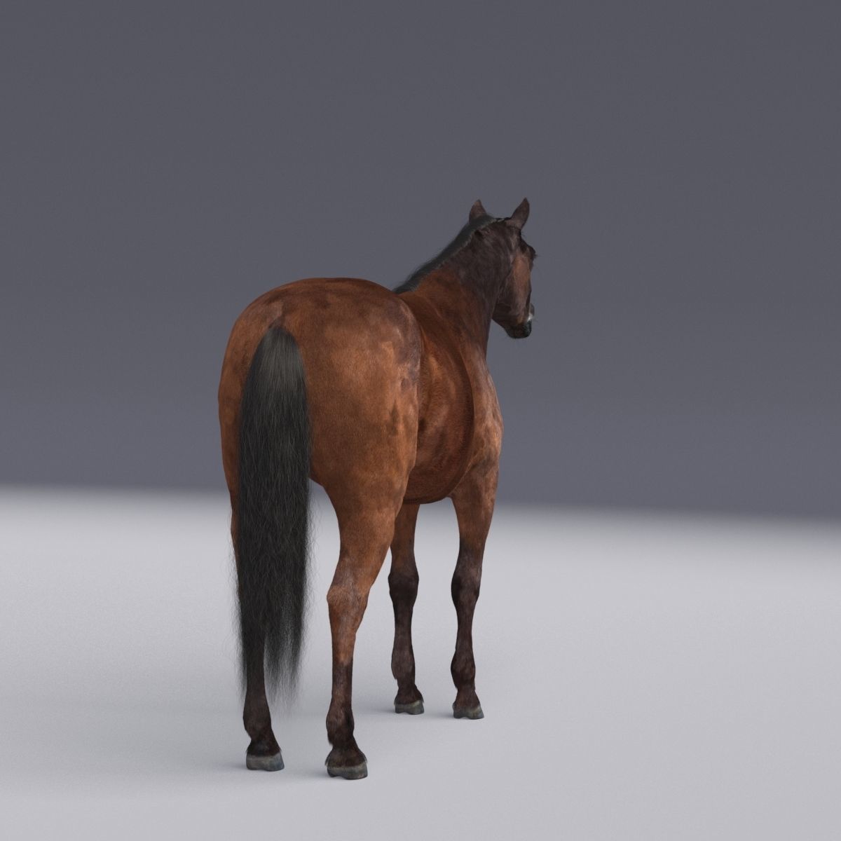 Horse collection with Fur 3D model_22