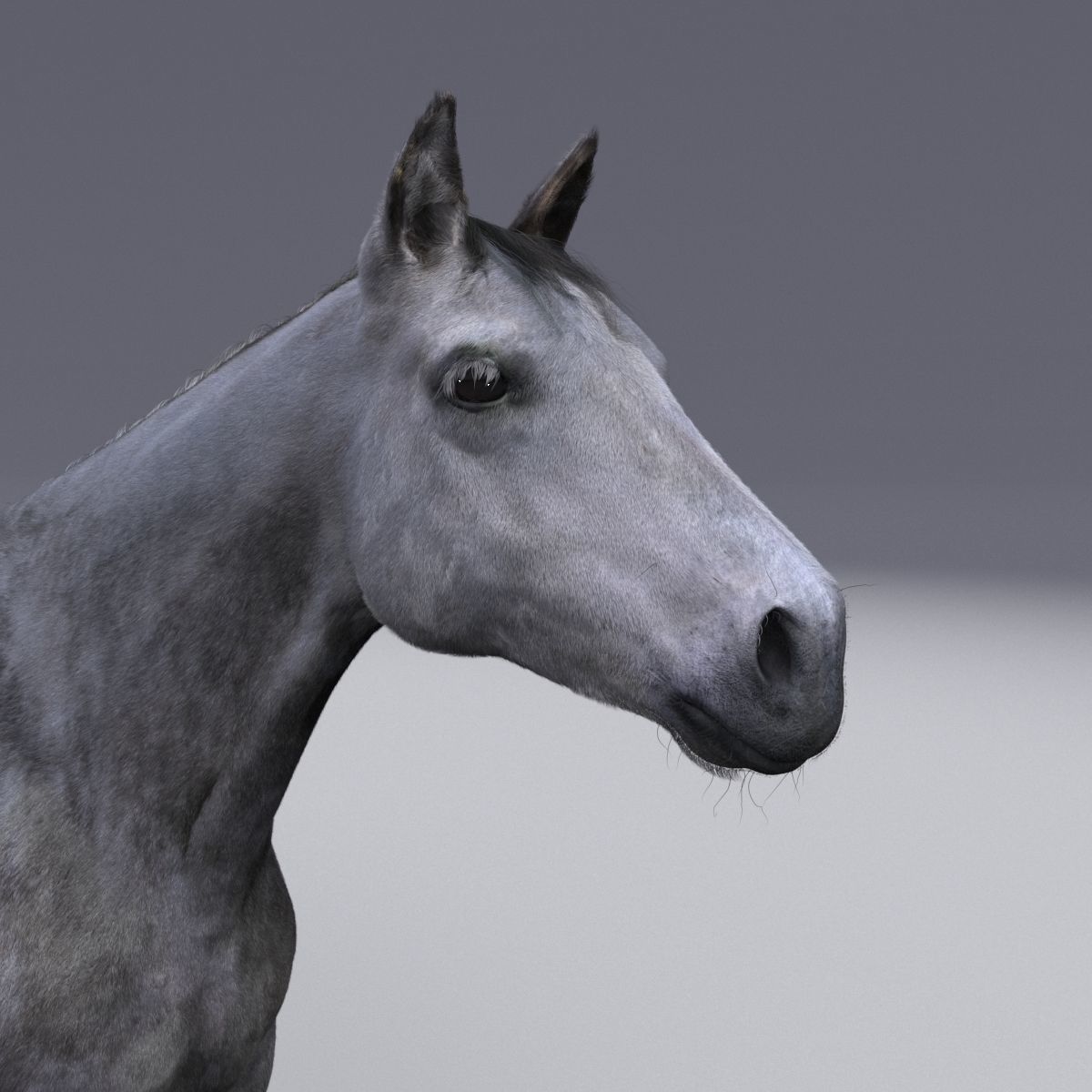 Horse collection with Fur 3D model_2