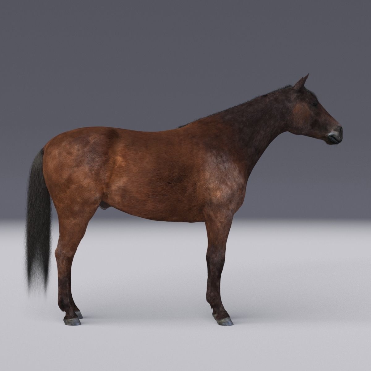 Horse collection with Fur 3D model_20