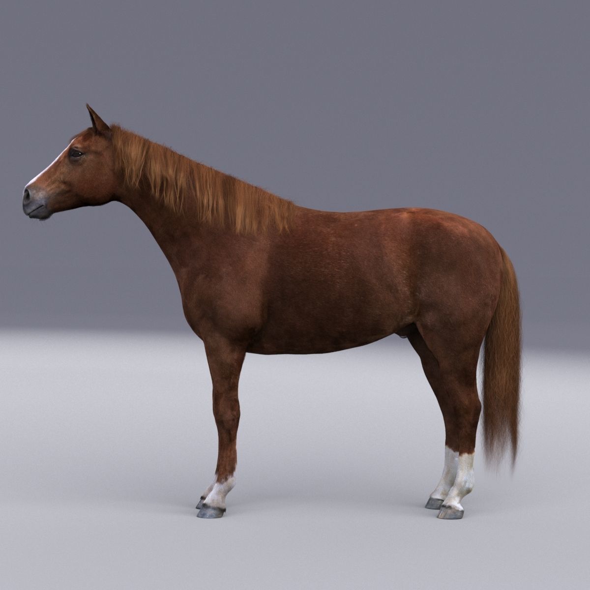 Horse collection with Fur 3D model_11