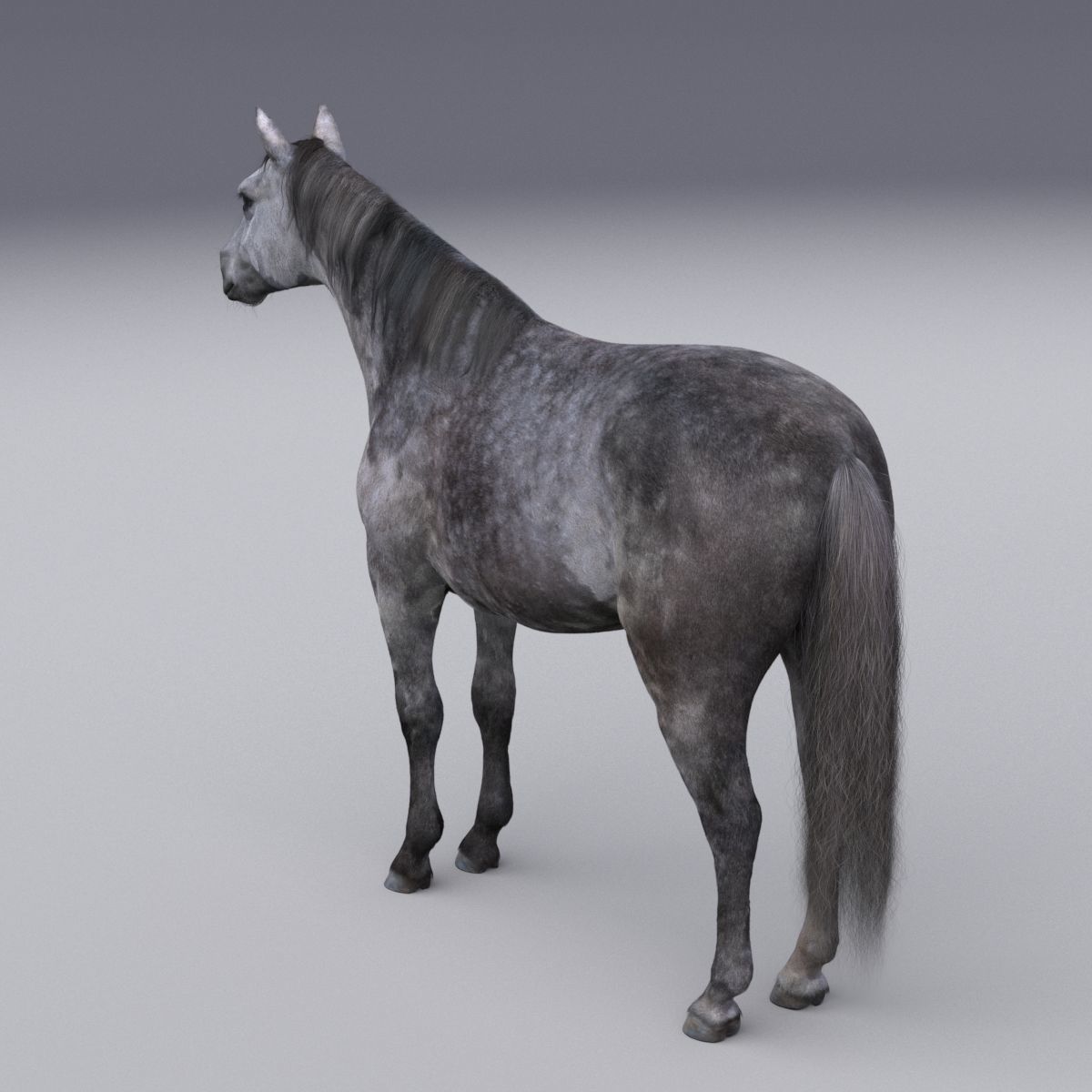 Horse collection with Fur 3D model_7