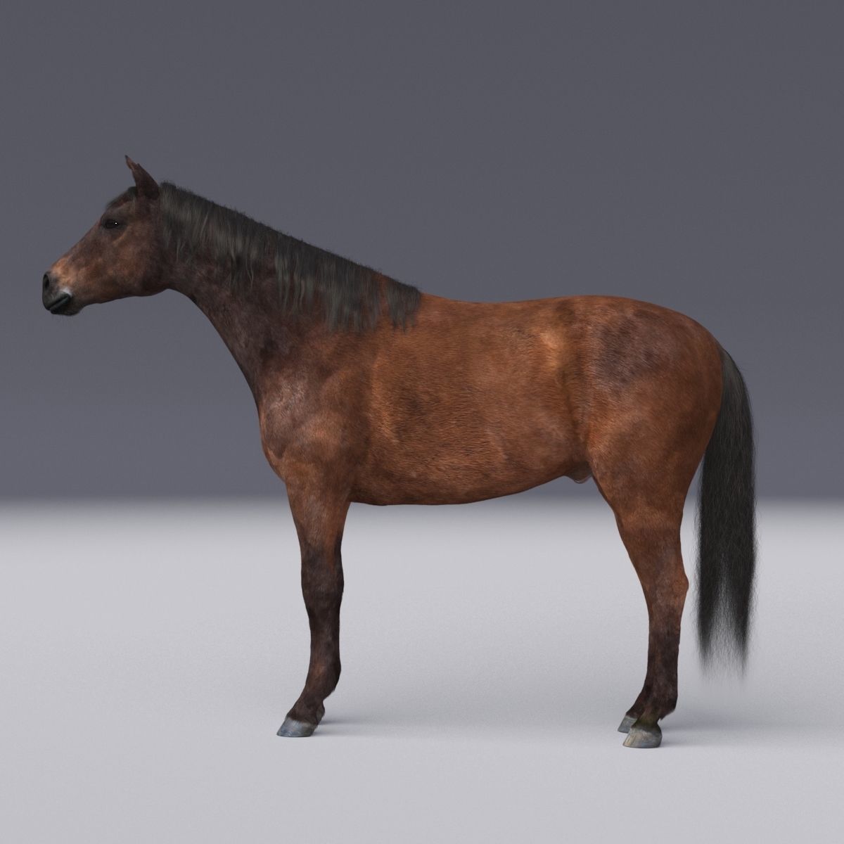 Horse collection with Fur 3D model_19