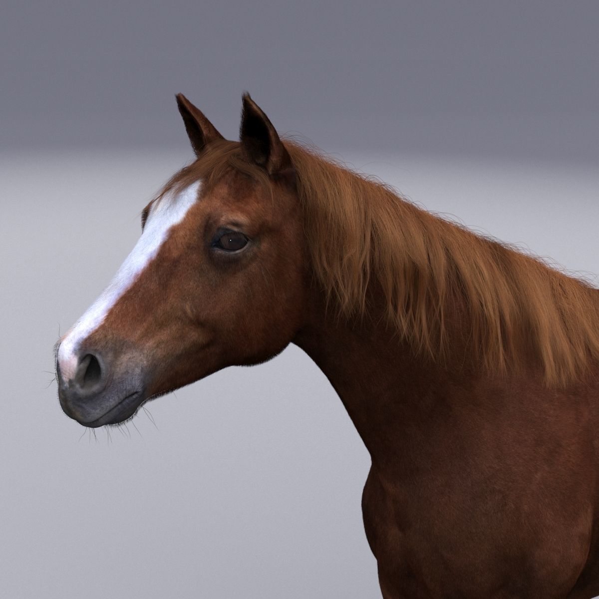 Horse collection with Fur 3D model_10