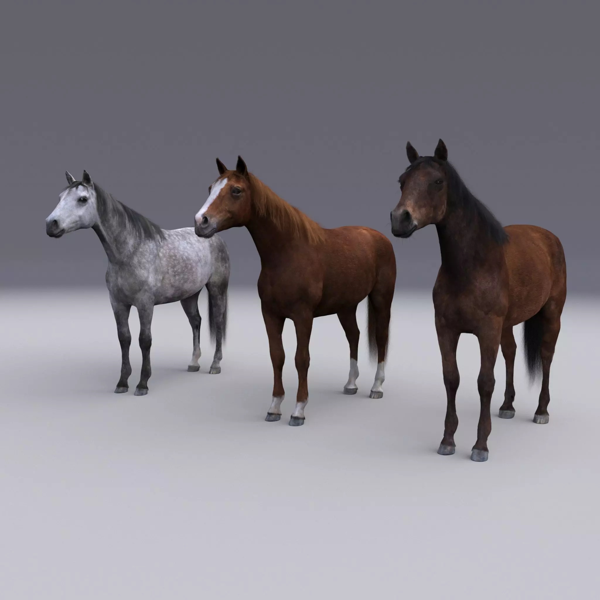Horse collection with Fur 3D model_0