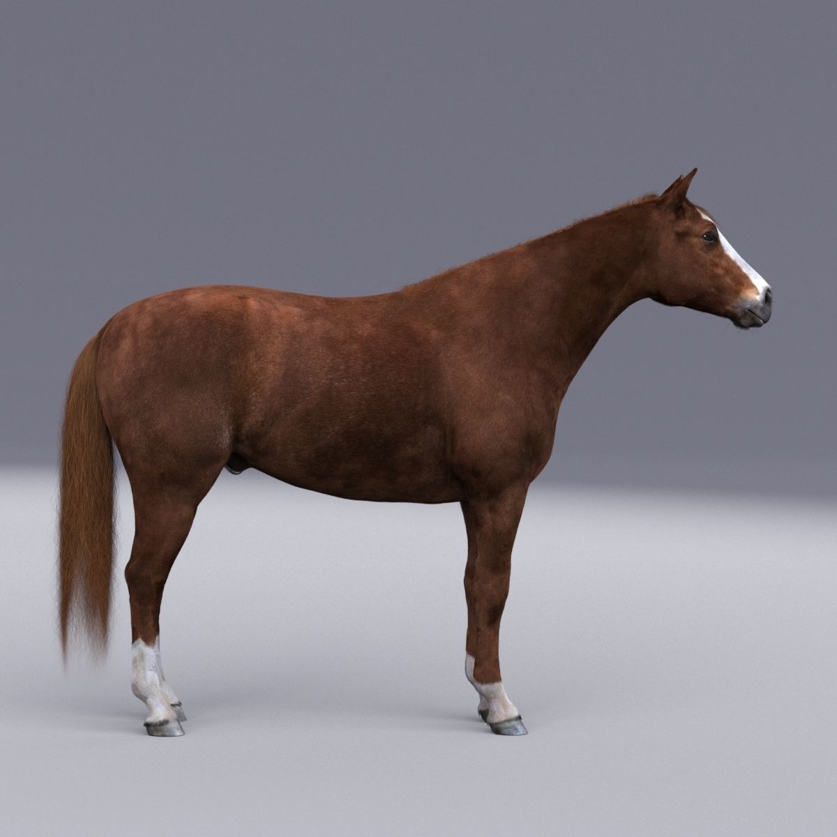 Horse collection with Fur 3D model_12