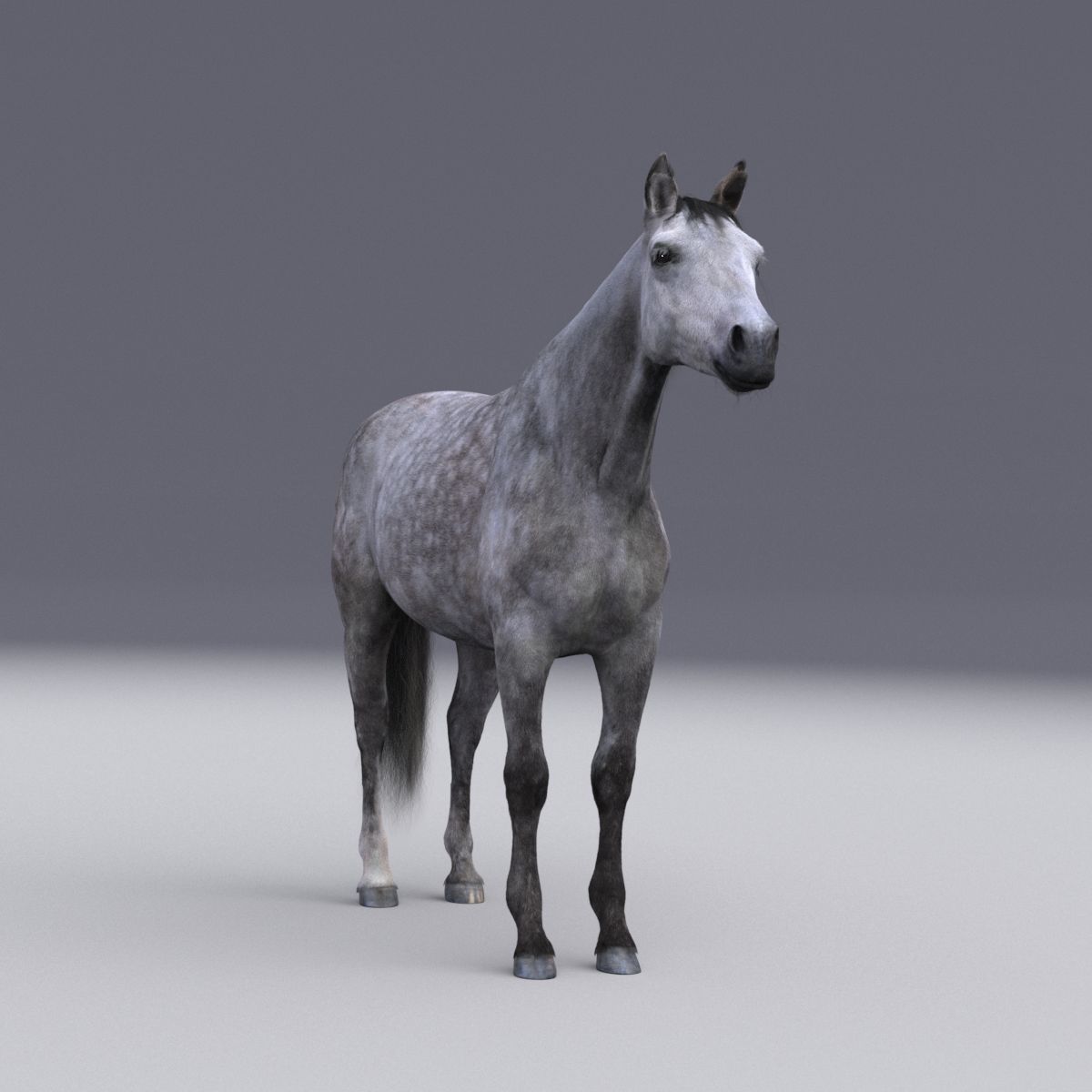 Horse collection with Fur 3D model_5