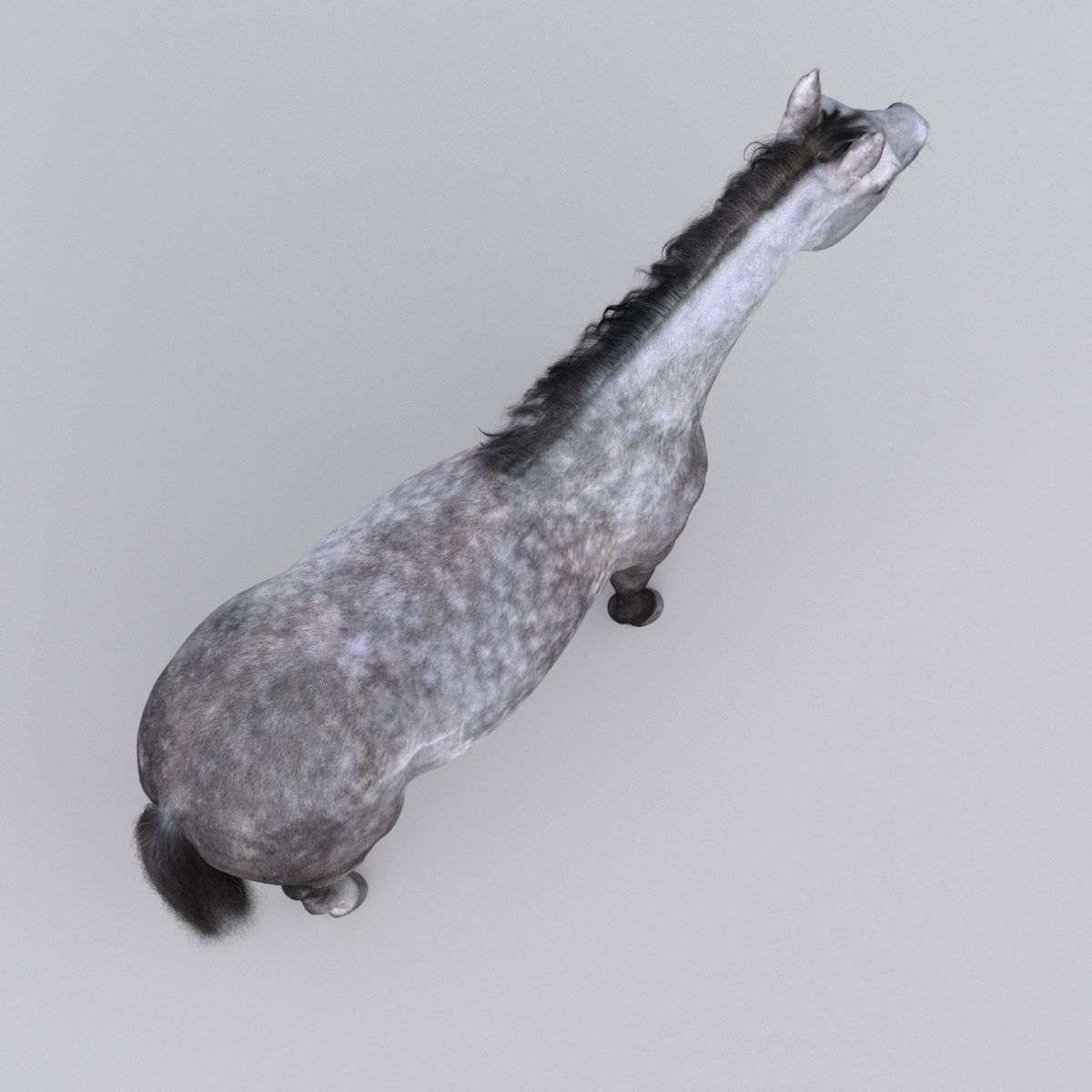 Horse collection with Fur 3D model_8