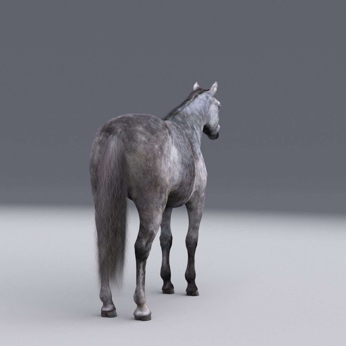 Horse collection with Fur 3D model_6
