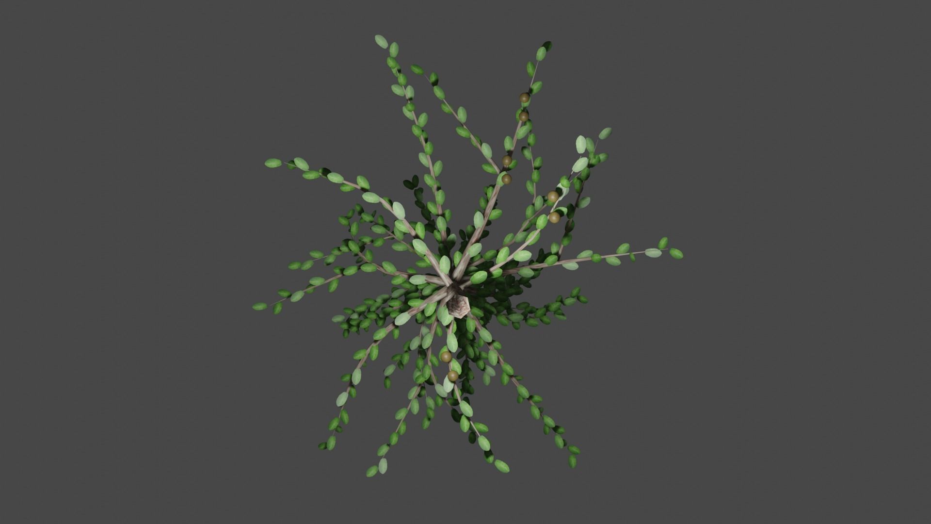 Pohon Jambu Low-poly 3D model_8