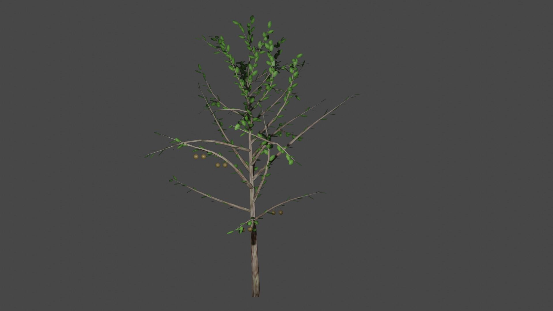 Pohon Jambu Low-poly 3D model_6