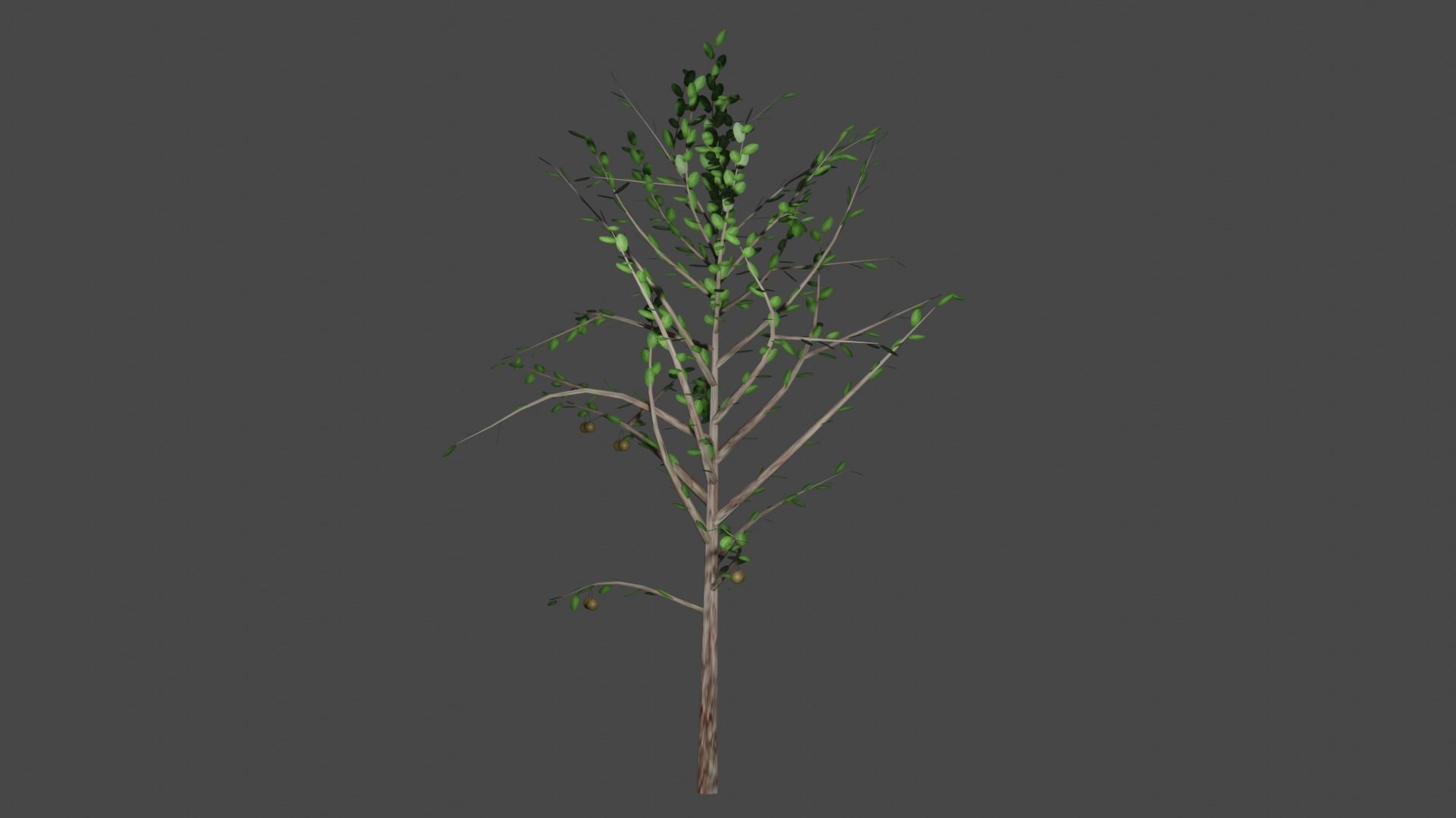 Pohon Jambu Low-poly 3D model_3