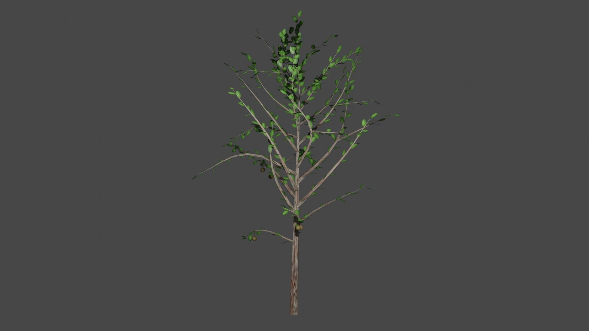 Pohon Jambu Low-poly 3D model_2