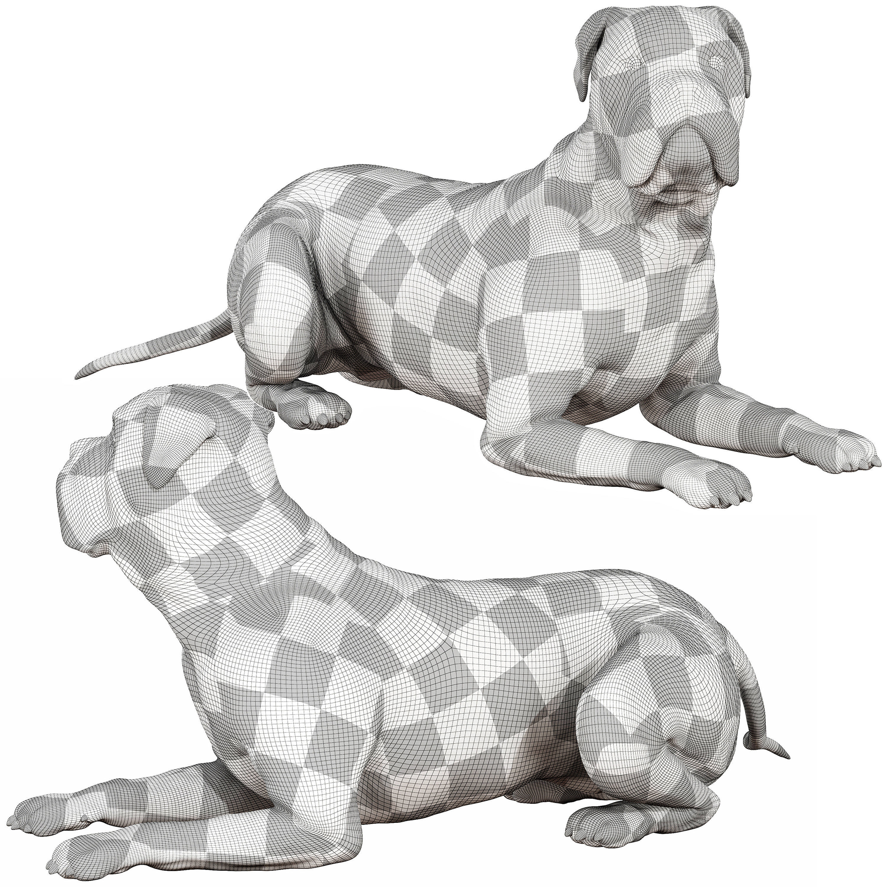 Bullmastiff dog 3D model_4