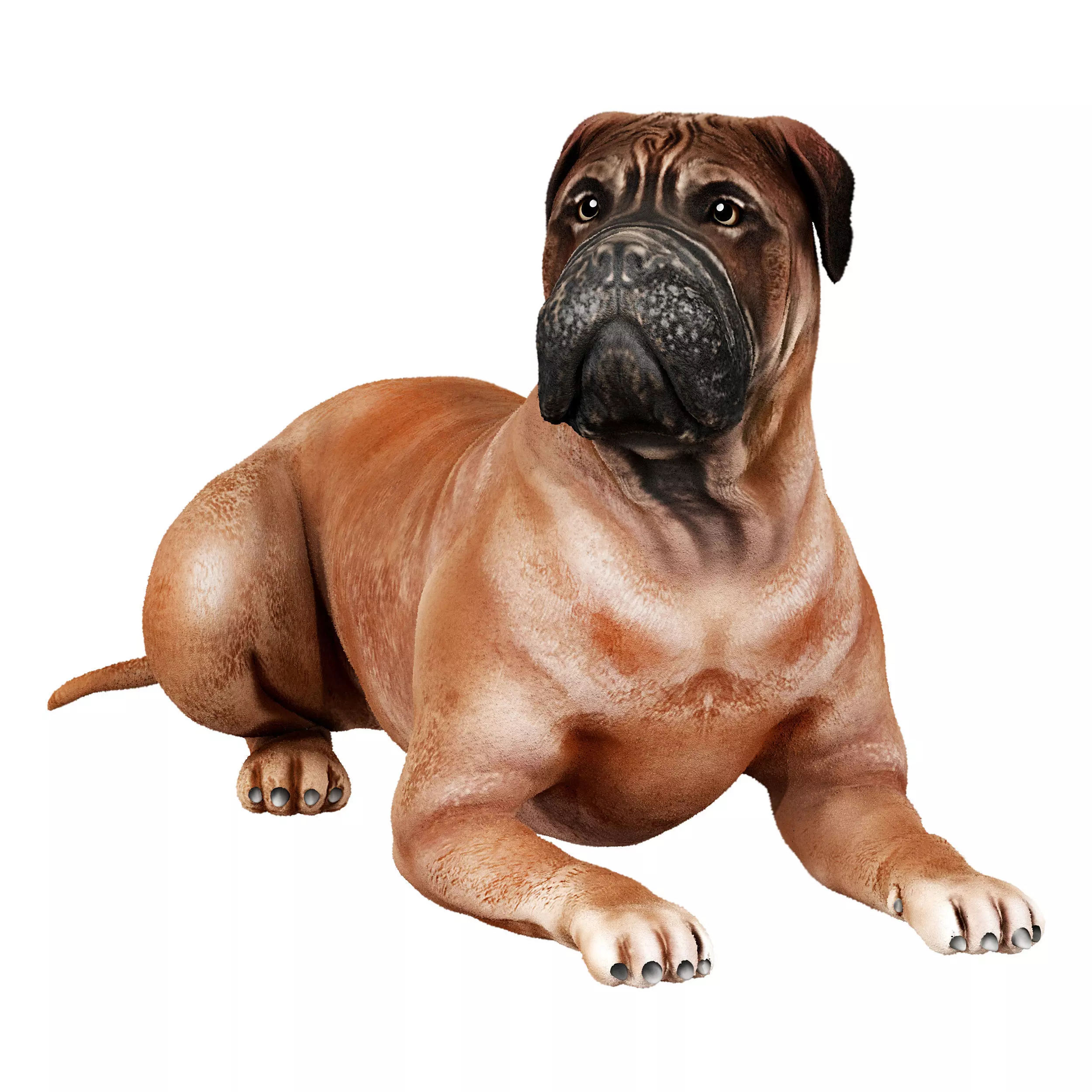 Bullmastiff dog 3D model_0