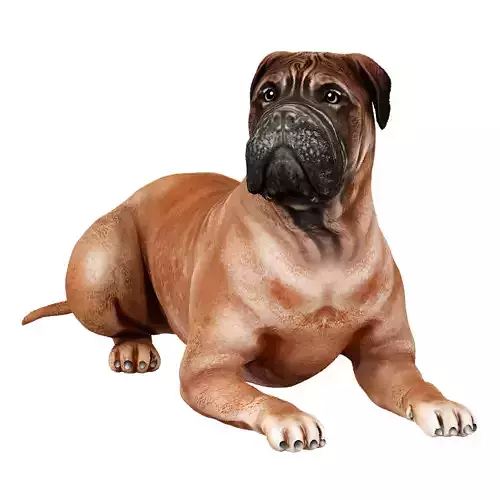 Bullmastiff dog