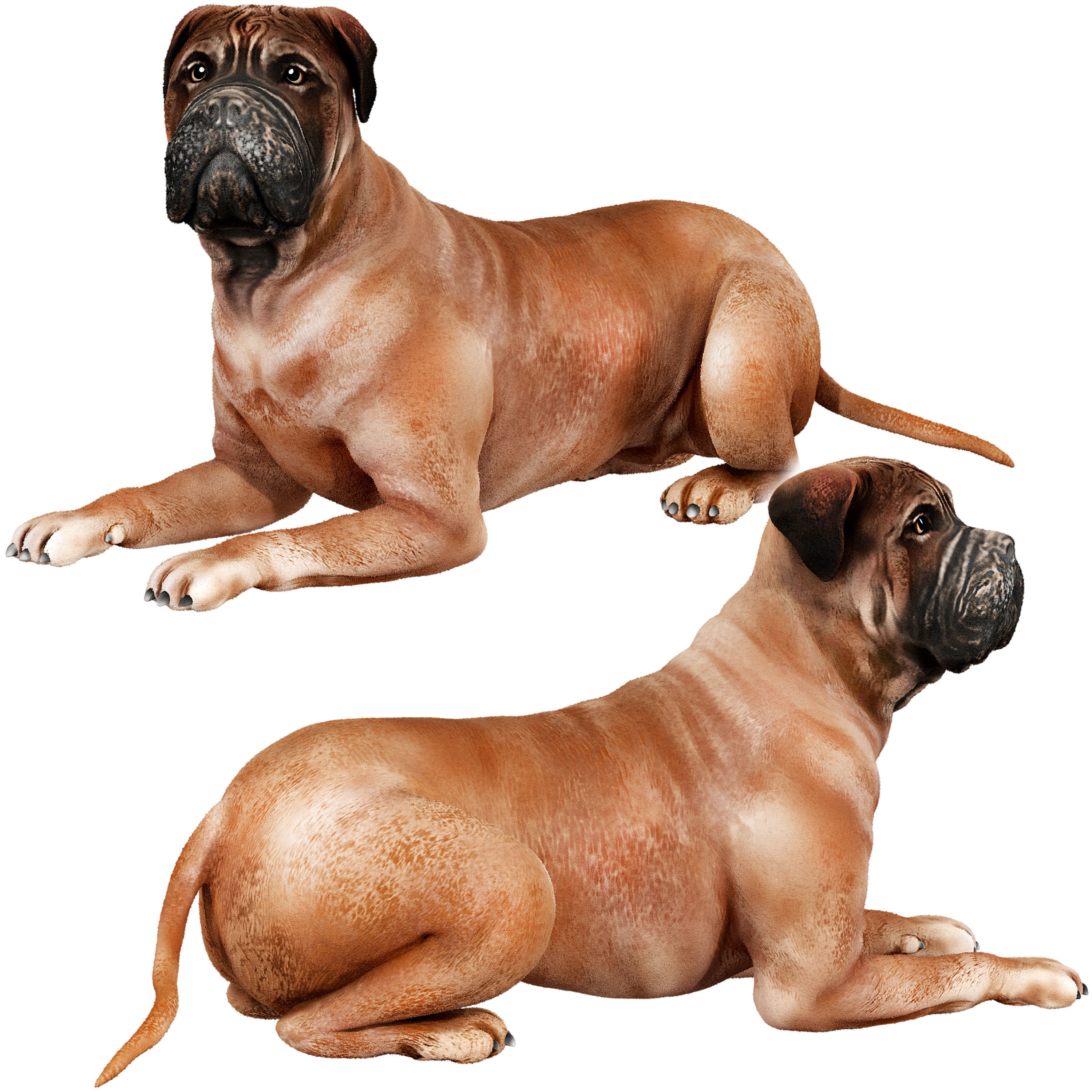 Bullmastiff dog 3D model_2