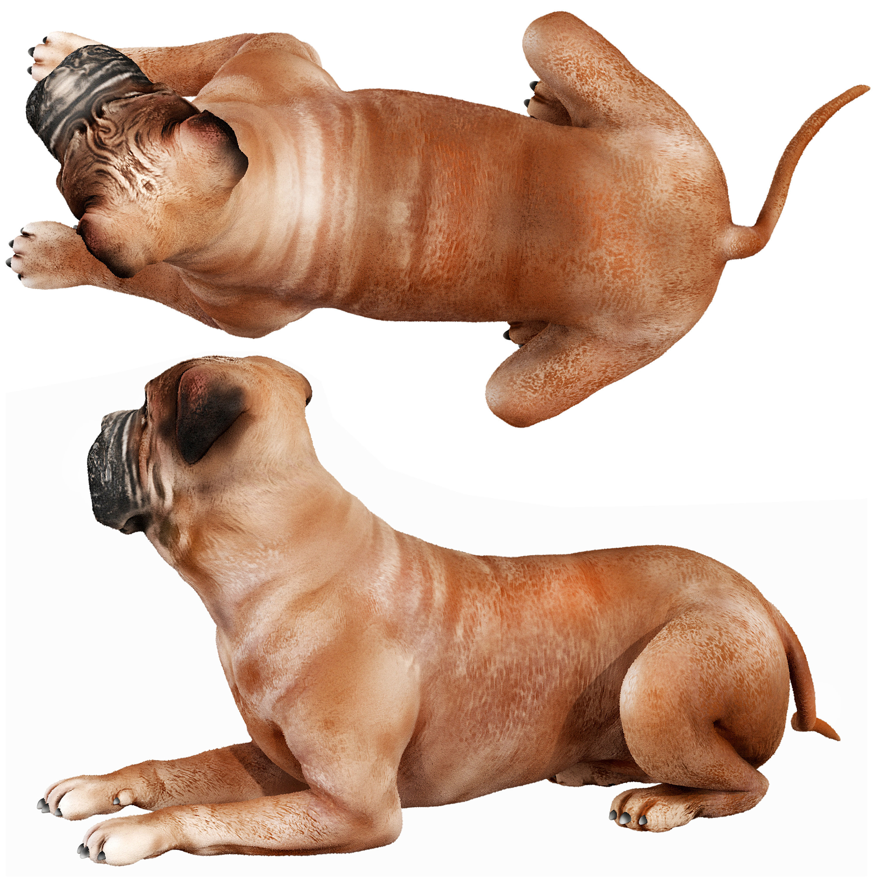 Bullmastiff dog 3D model_3