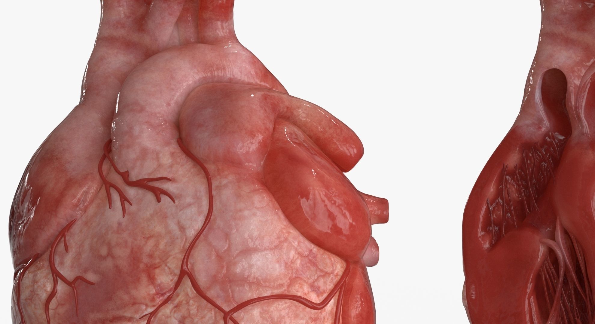 Human Heart and 2 Heart Sections 3D model Low-poly 3D model_10
