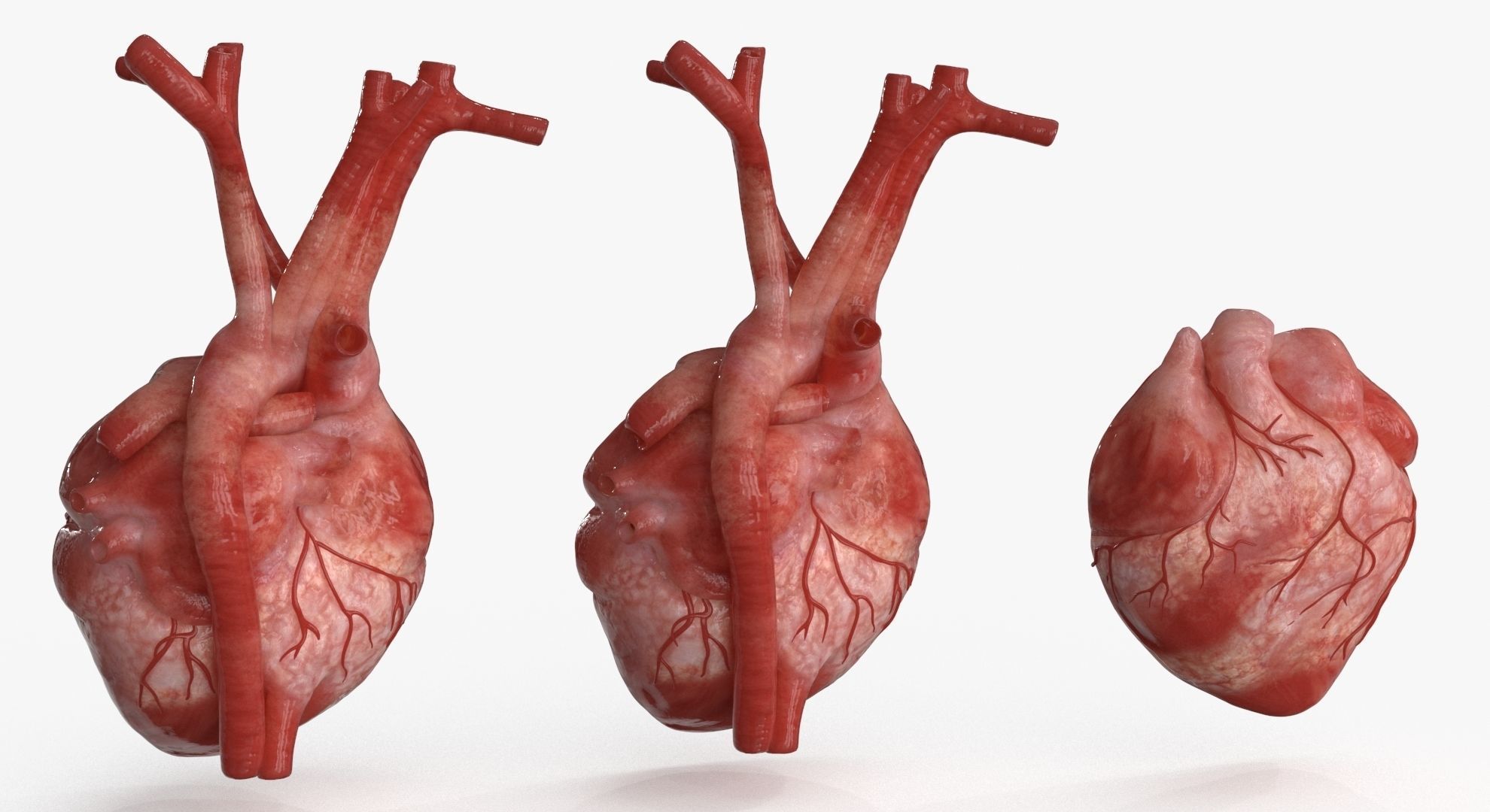 Human Heart and 2 Heart Sections 3D model Low-poly 3D model_7