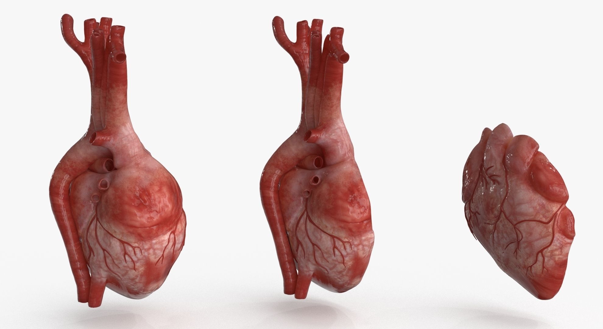 Human Heart and 2 Heart Sections 3D model Low-poly 3D model_5