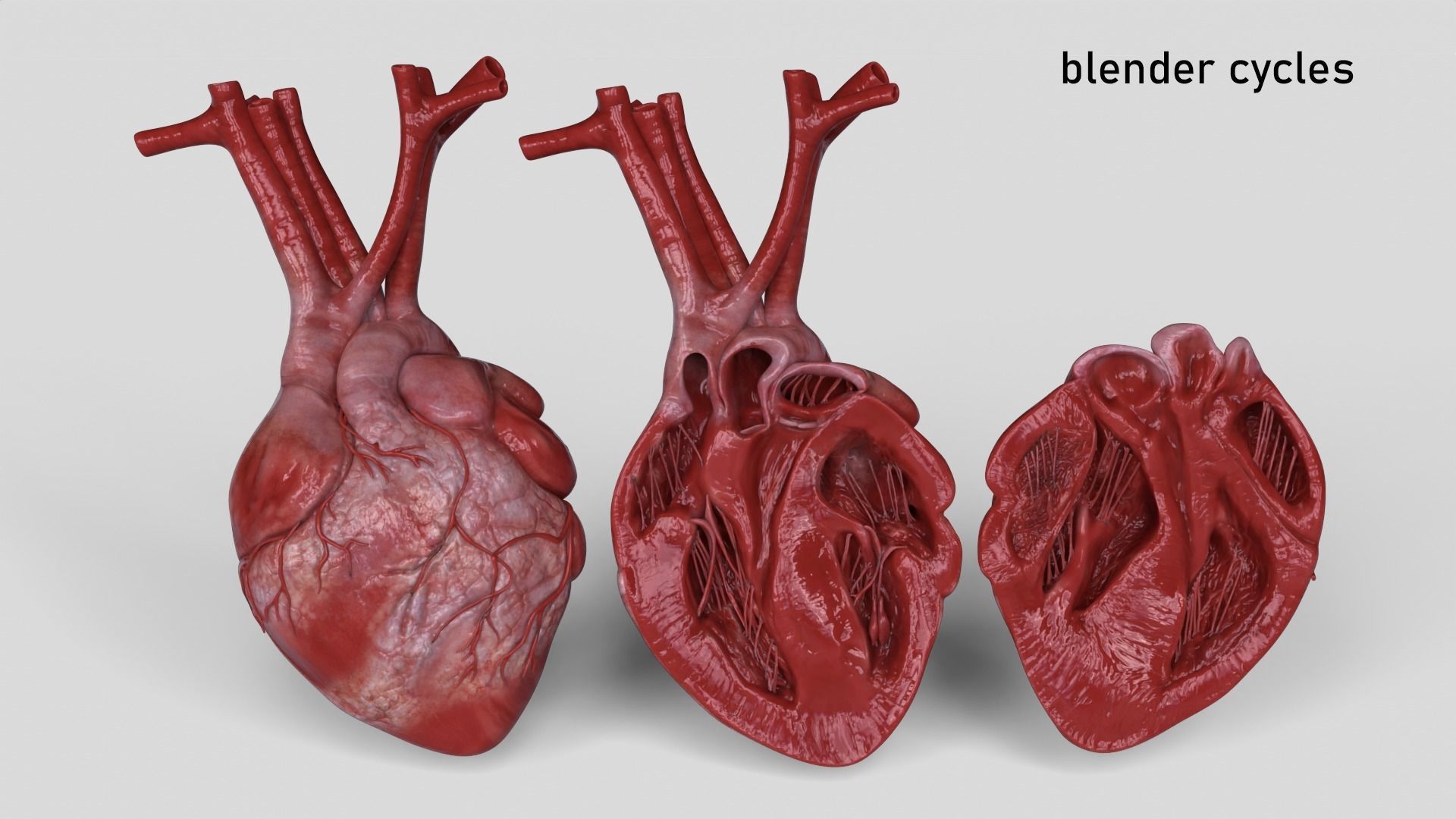 Human Heart and 2 Heart Sections 3D model Low-poly 3D model_17