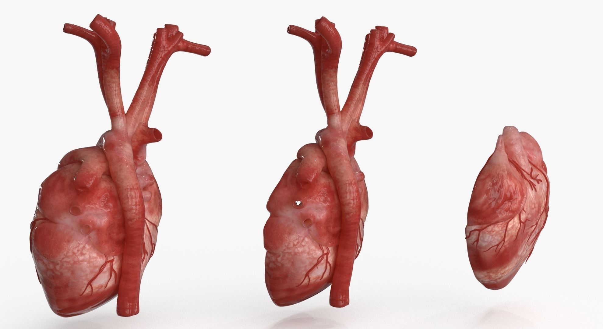 Human Heart and 2 Heart Sections 3D model Low-poly 3D model_8