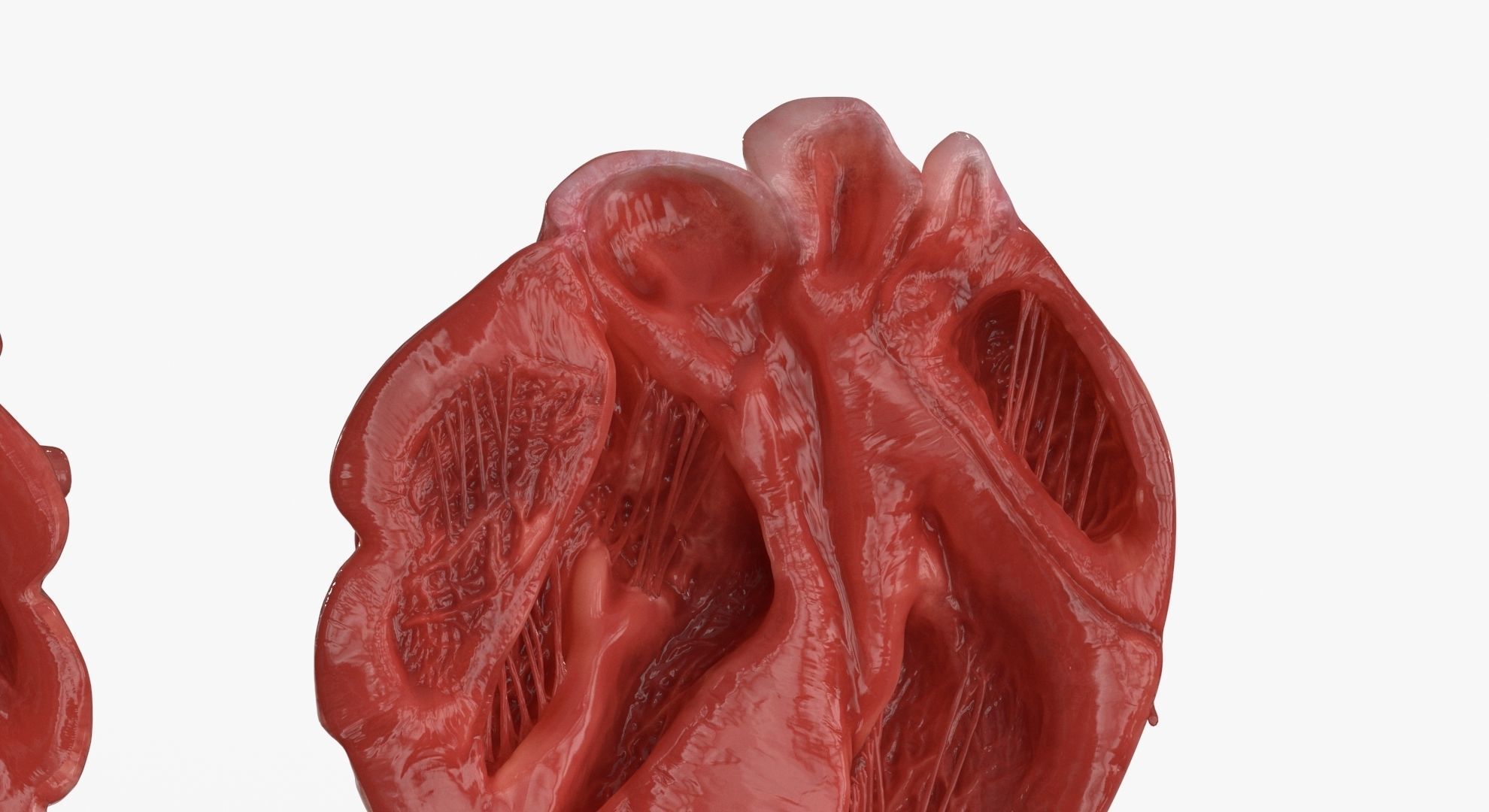 Human Heart and 2 Heart Sections 3D model Low-poly 3D model_14