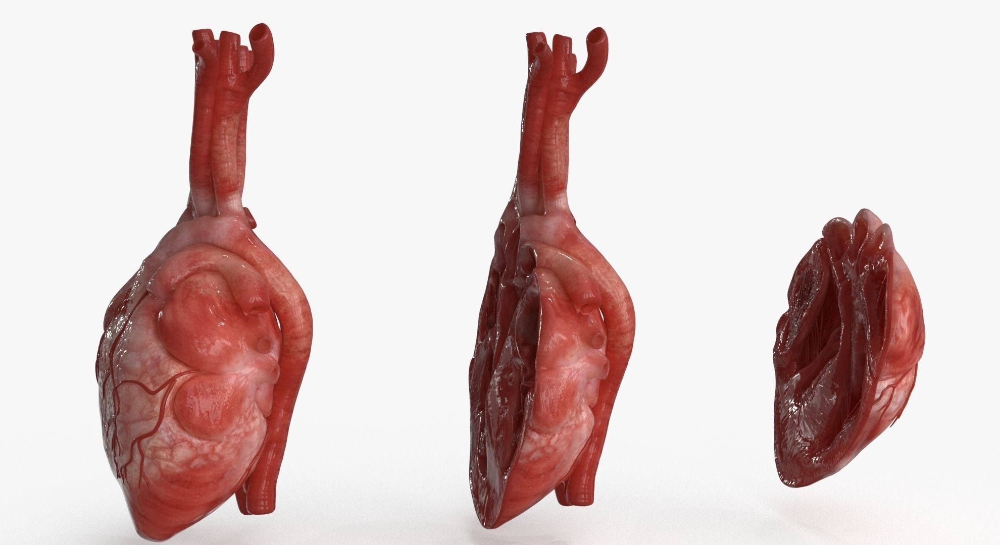 Human Heart and 2 Heart Sections 3D model Low-poly 3D model_9