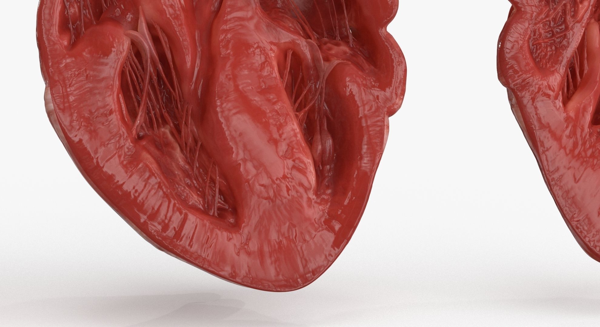 Human Heart and 2 Heart Sections 3D model Low-poly 3D model_12