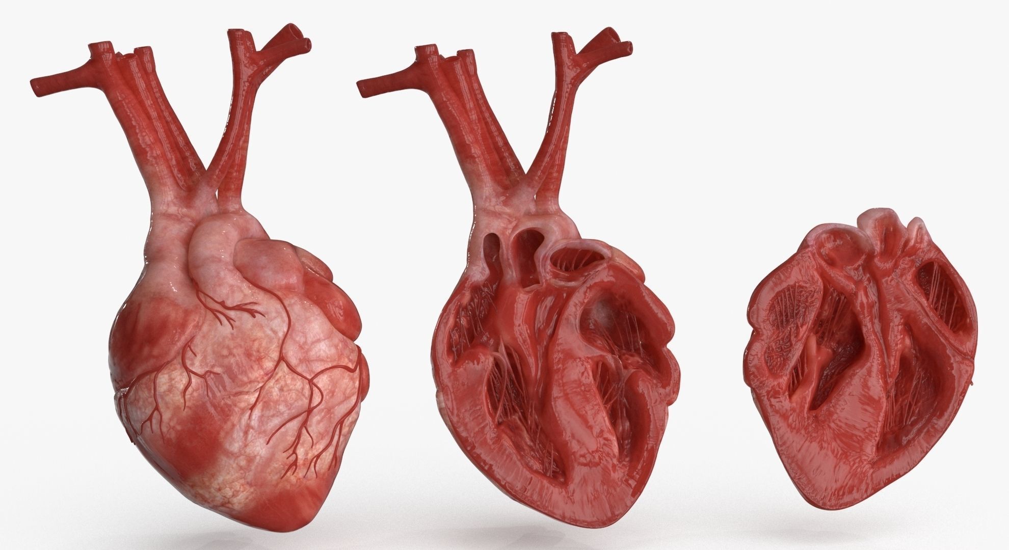 Human Heart and 2 Heart Sections 3D model Low-poly 3D model_2
