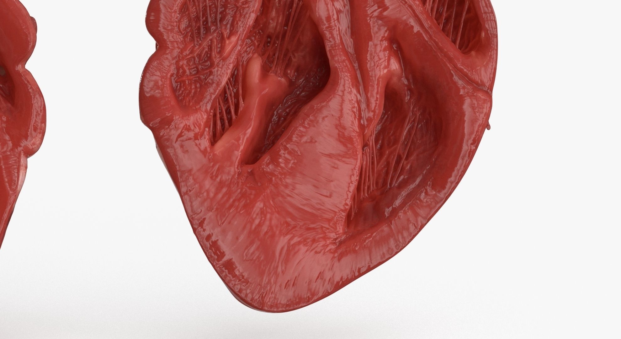 Human Heart and 2 Heart Sections 3D model Low-poly 3D model_15