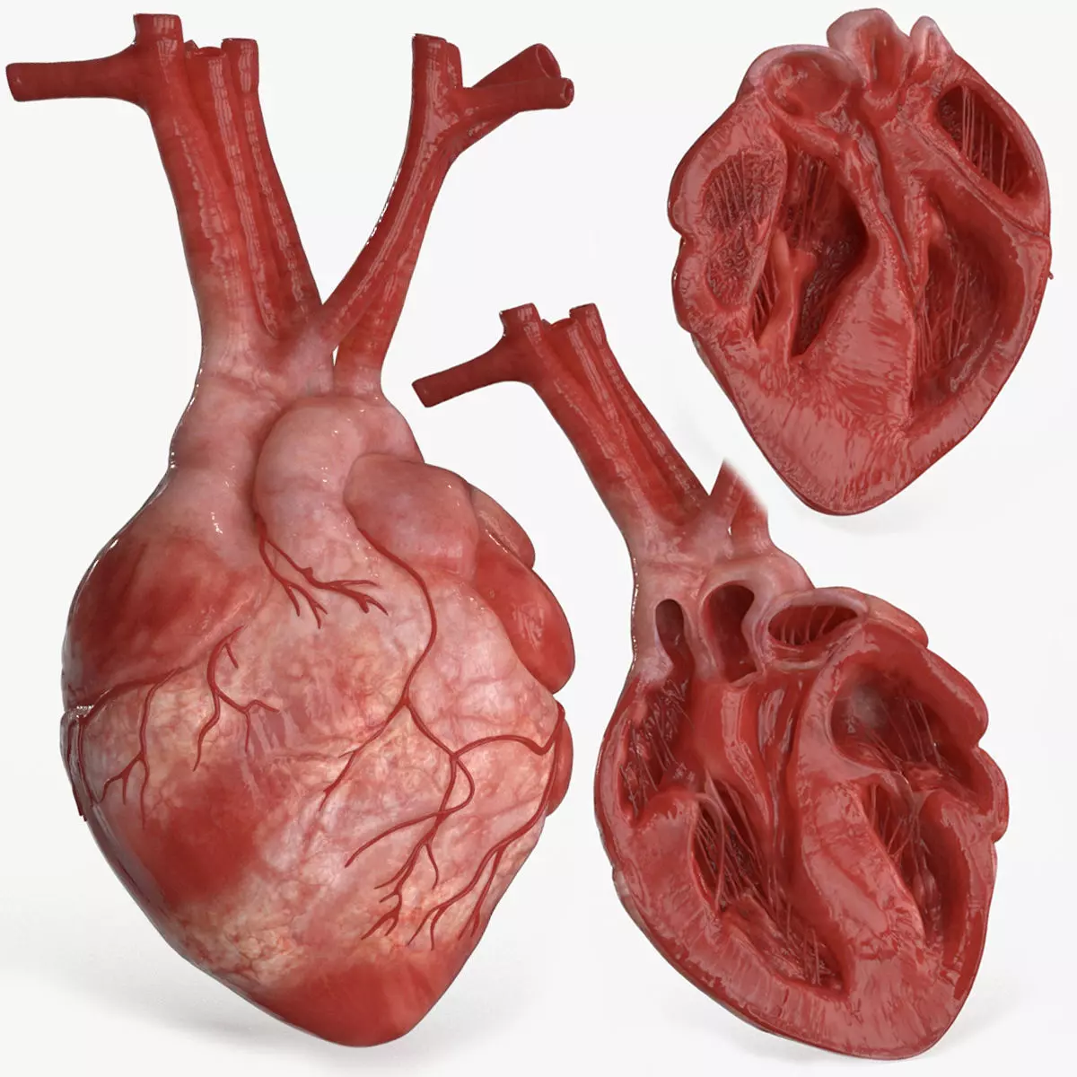 Human Heart and 2 Heart Sections 3D model Low-poly 3D model_0