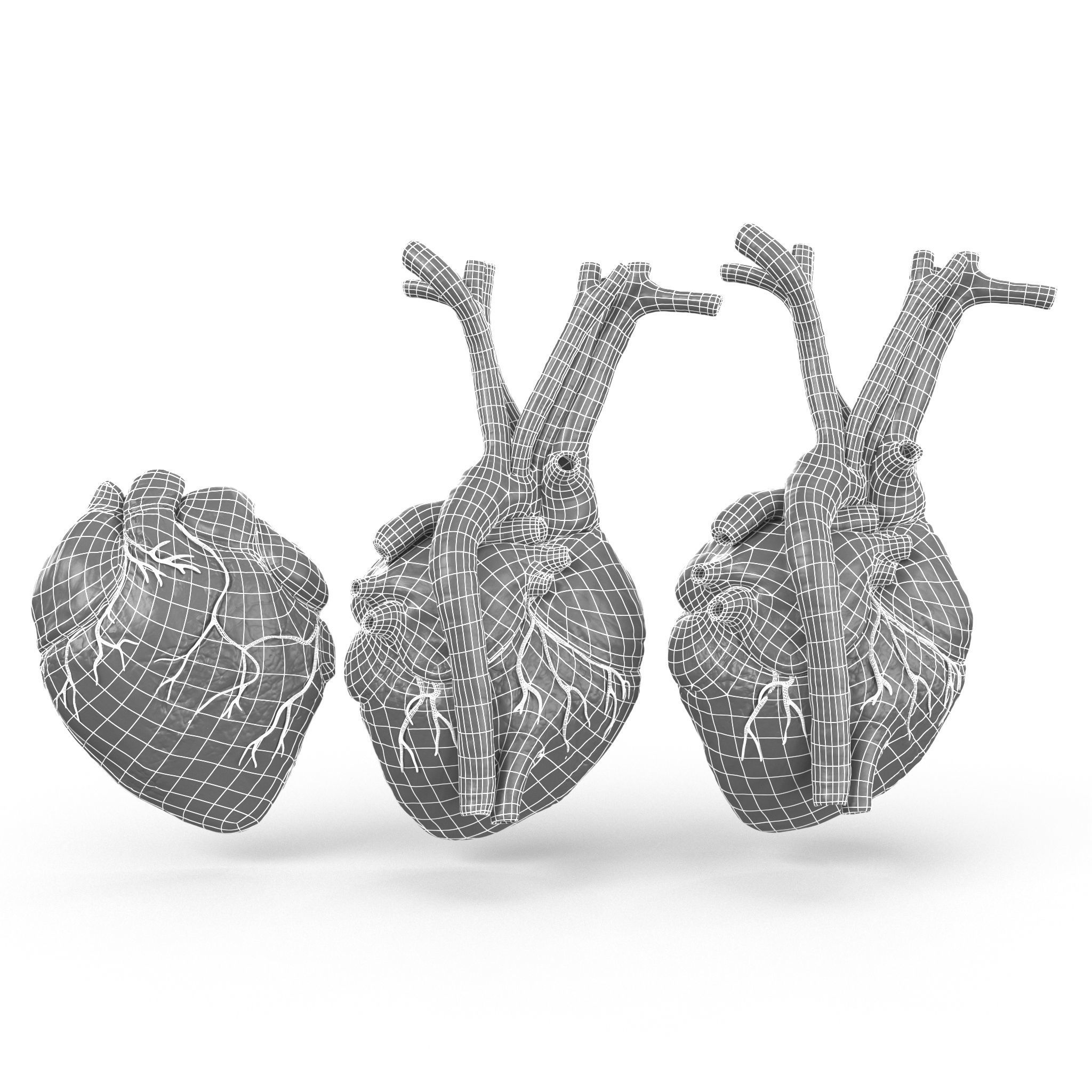 Human Heart and 2 Heart Sections 3D model Low-poly 3D model_19