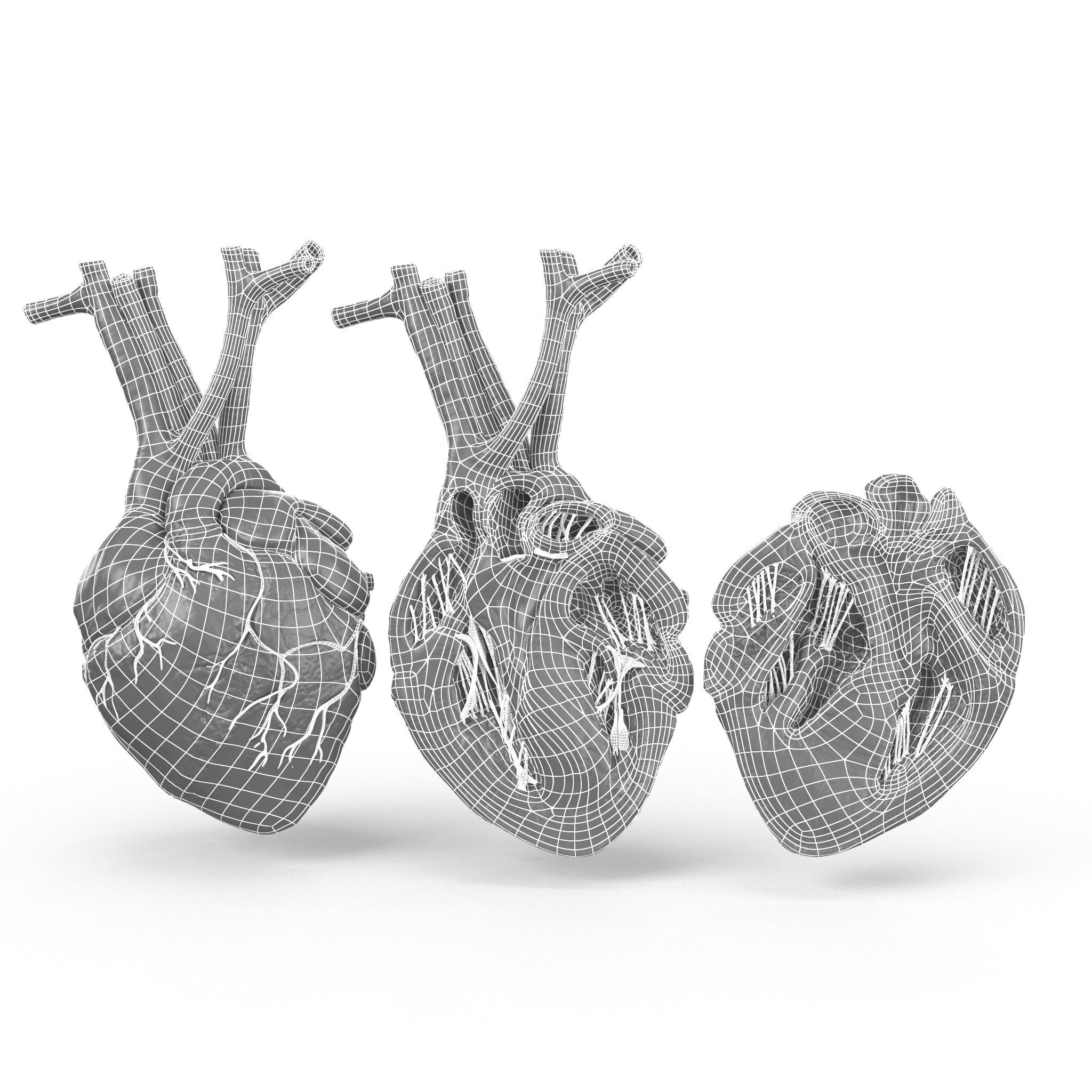 Human Heart and 2 Heart Sections 3D model Low-poly 3D model_18