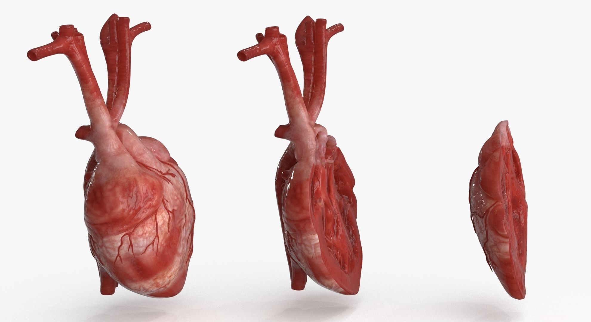 Human Heart and 2 Heart Sections 3D model Low-poly 3D model_4