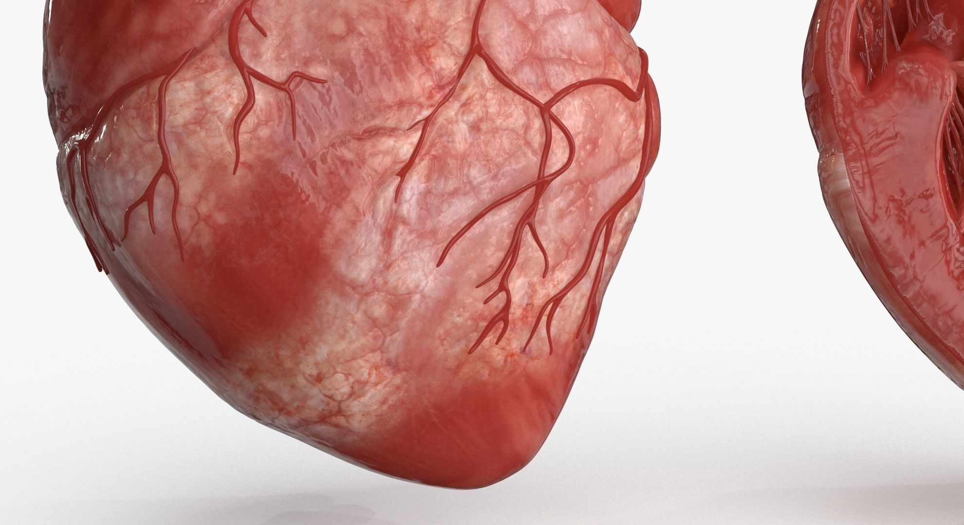 Human Heart and 2 Heart Sections 3D model Low-poly 3D model_11