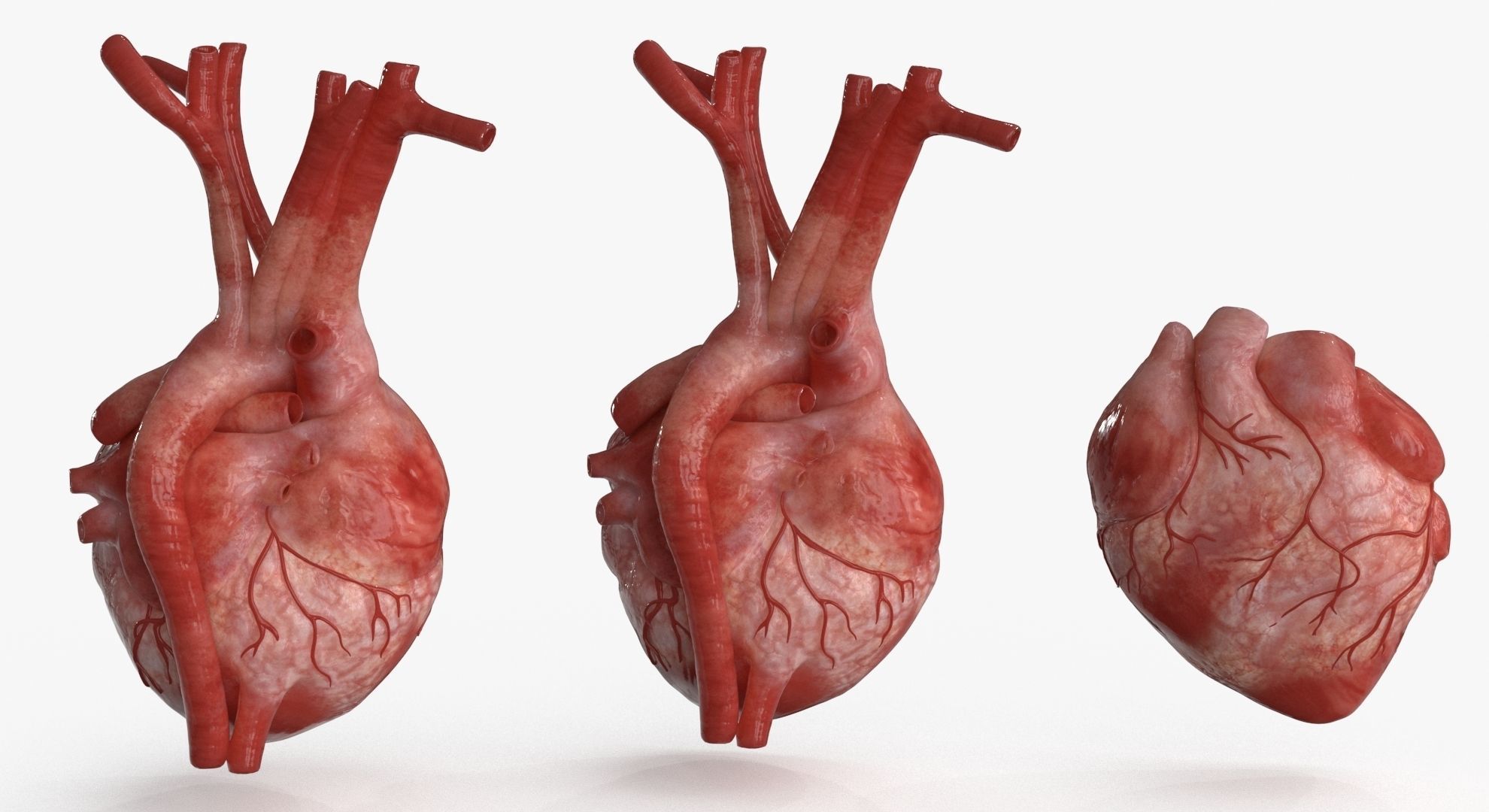 Human Heart and 2 Heart Sections 3D model Low-poly 3D model_6